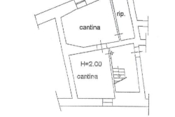 Pianta cantine
